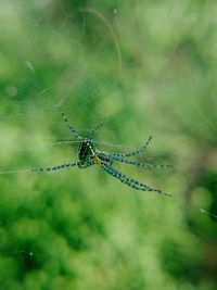 Close-up of spider on web