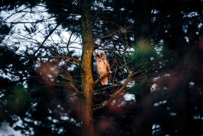 Low angle view of bird perching on a tree