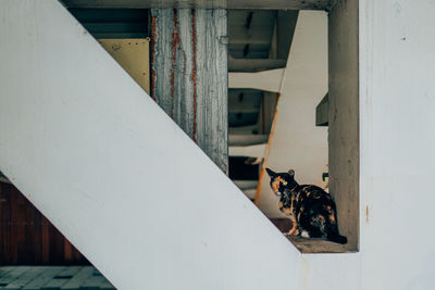 High angle view of cat sitting on the wall