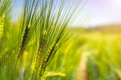 Close-up of wheat growing on field