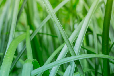 Close-up of plant growing on field