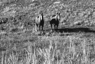 Horses in a field