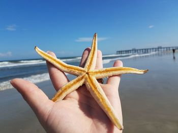 Close-up of hand holding crab by sea against sky