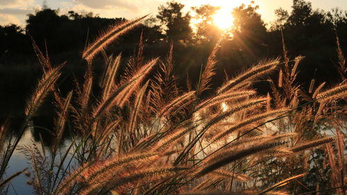 Plants growing at lakeshore during sunset