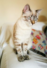 Portrait of cat sitting on sofa