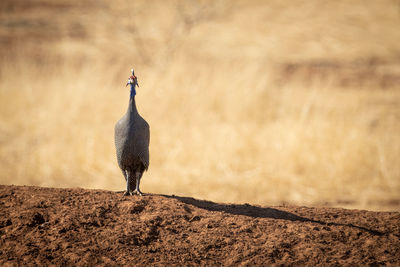Helmeted guineafowl on sunlit bank casting shadow