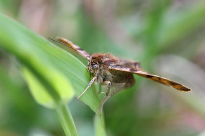 Close-up of insect