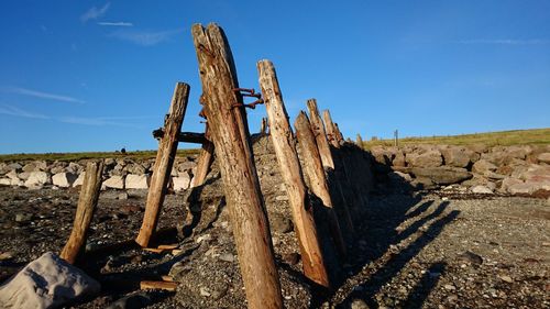 Panoramic view of wood against clear blue sky