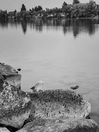 Scenic view of lake by trees