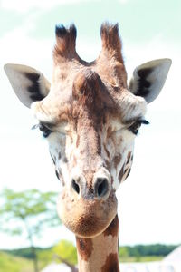 Close-up portrait of giraffe against sky