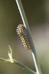 Close-up of butterfly on flower