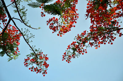 Low angle view of flowering plant against clear blue sky