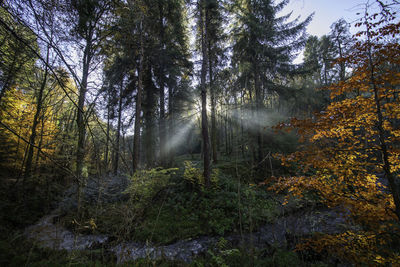 Sunlight through trees in forest