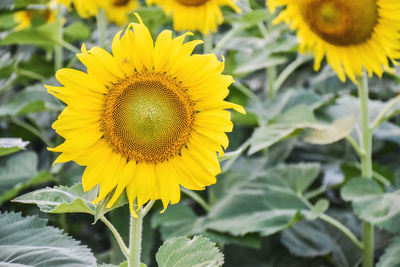 Sunflower.