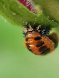 Close-up of insect on leaf