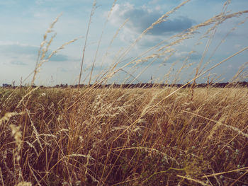 Close-up of grass on field against sky