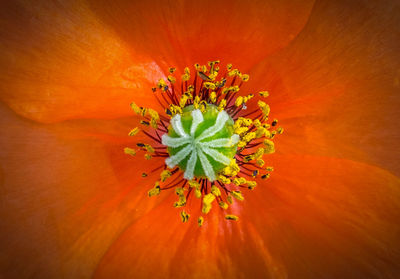 Macro shot of orange flower