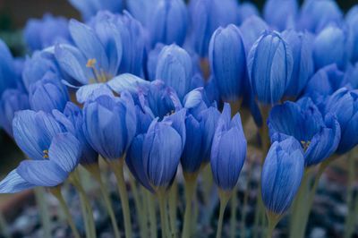 Close-up of purple flowers blooming outdoors