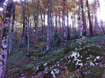 View of trees in forest