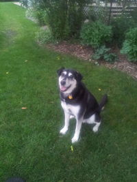 Dog sitting on grassy field