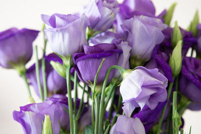 Close-up of purple flowers