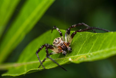 Close-up of insect on leaf