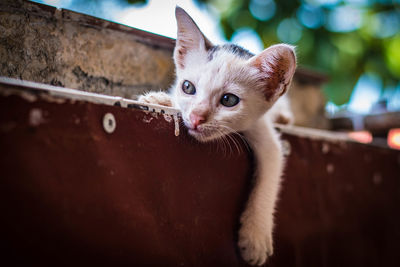 Close-up portrait of a kitten