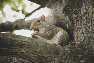 Squirrel on tree trunk