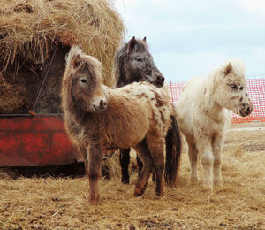 Sheep standing in a field