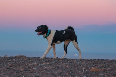 Dog standing on beach against sky during sunset