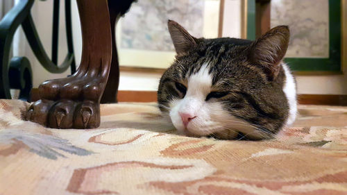 Close-up of cat resting on table