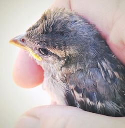 Close-up of hand holding bird