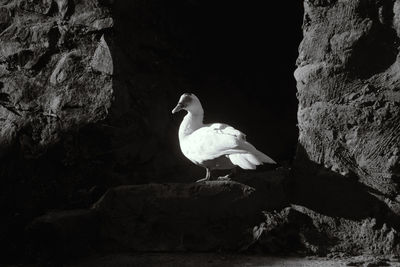 Seagull perching on rock