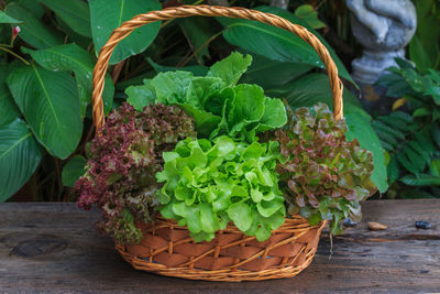 Close-up of fresh green plants