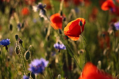 Close-up of purple poppy flowers on field