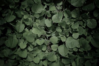 Full frame shot of leaves