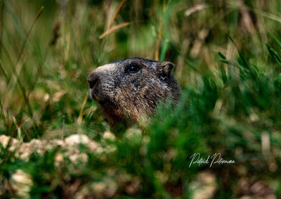 Close-up of an animal on grass