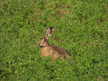 Close-up of rabbit on field