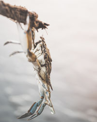 Close-up of dead fish in water