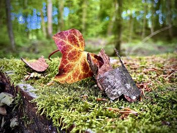 Close-up of leaves on land in forest