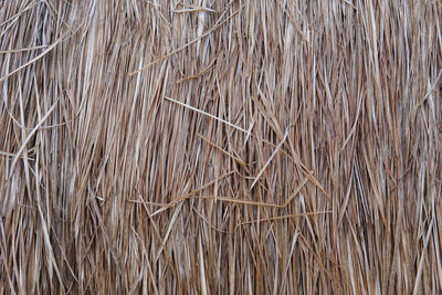 Full frame shot of dry plants