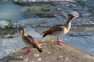 Birds perching on rock at beach