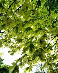 Low angle view of trees