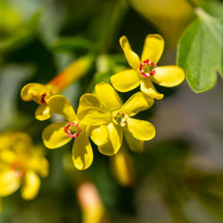 Close-up of yellow flowering plant