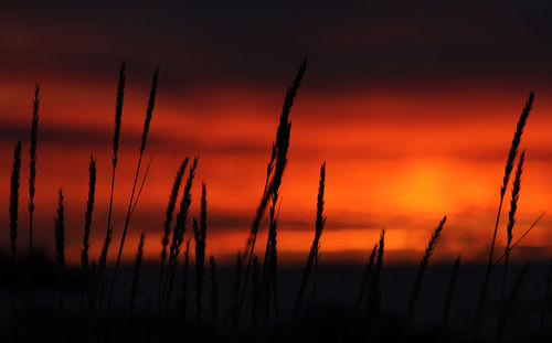 Close-up of wheat field against orange sky