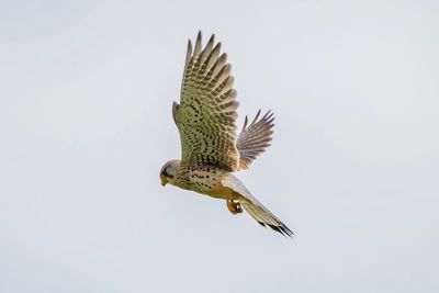Common kestrel hovering