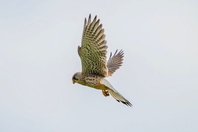 Low angle view of eagle flying against clear sky