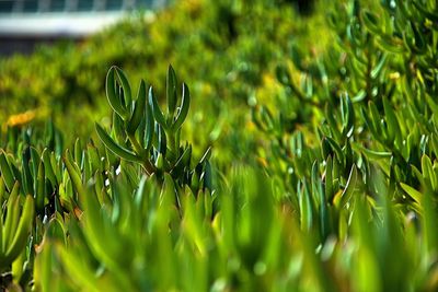 Close-up of plants growing on field