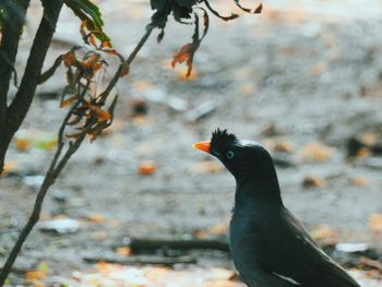 Myna on field