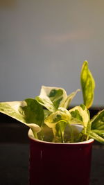 Close-up of plant